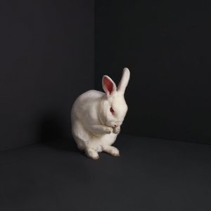 brume-rabbits