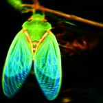 Cigale – «S/T» (2015)