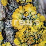 Greus – «S/T» (2015)