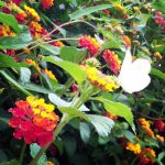 Asimov And The Hidden Circus – “Flowers” (2020)