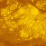 “Soul’s Whisper” y el efecto balsámico de The Slow Voyage