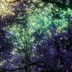 “Luz De Negro Invierno”, una vuelta a los orígenes de Celacanto