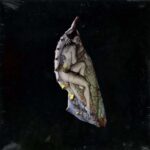 “Her Chrysalis”, profunda catarsis emocional como estreno de Shuggah