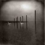 Clásicos Del Género; OM – “Conference Of The Birds” (2006)